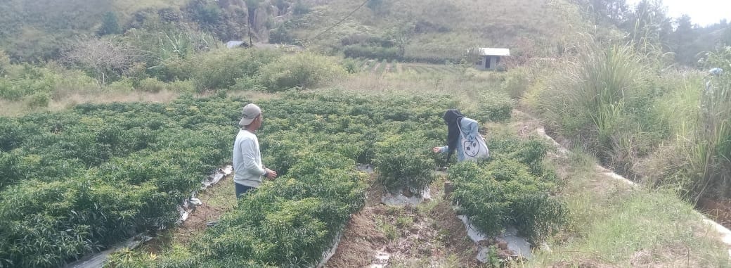 Pemupukan Tanaman Cabai Merah