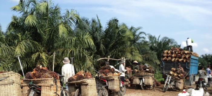 MEMBANGUN PERKEBUNAN KELAPA SAWIT YANG RAMAH LINGKUNGAN