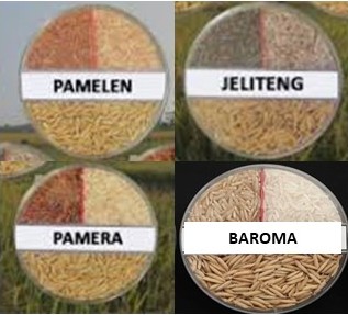 MENGENAL ENAM VARIETAS BARU PADI DENGAN KEUNGGULAN KHUSUS